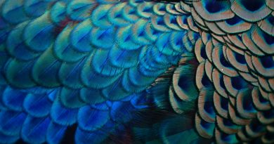blue green and red peacock feather