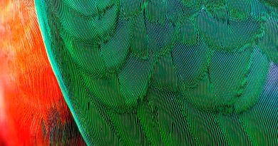 green and orange bird feather