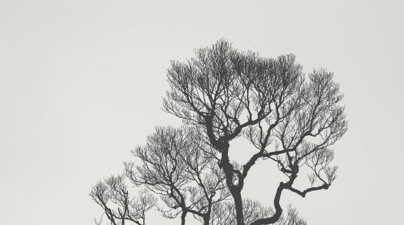 monochrome photography of bare tree